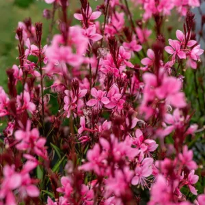 Gaura Baby Butterfly Dark Pink - Díszgyertya