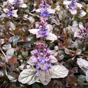 Ajuga reptans Mahogany - Indás infű