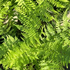 Athyrium filix - femina - Hölgypáfrány