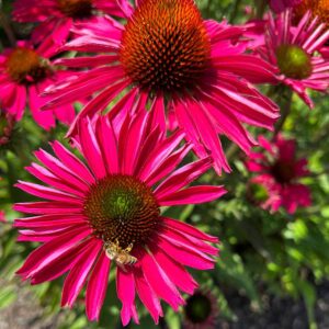 Echinacea Hybrida Kismet Raspberry - Kasvirág