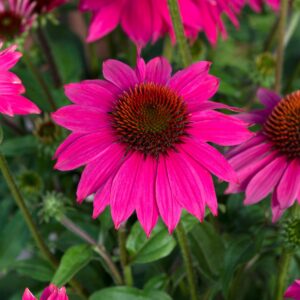 Echinacea purpurea Lakota Rose - Bíbor kasvirág