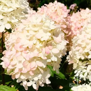 Hydrangea pan. Graffiti - Bugás Hortenzia