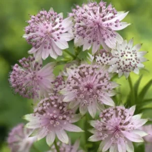 Astrantia major Rosensinfonie - Völgycsillag