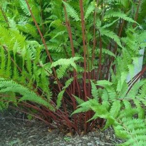 Athyrium Filix-Femina Lady in Red - Erdei hölgypáfrány