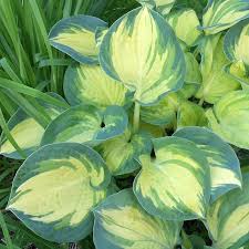 Hosta Beach Boy - Árnyékliliom