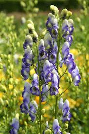 Aconitum cammarum Bicolor - Sisakvirág