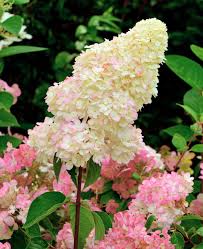 Hydrangea pan. Sundae Fraise - Bugás Hortenzia