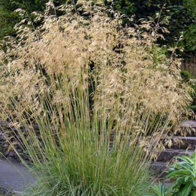 Stipa gigantea - Óriás árvalányhaj