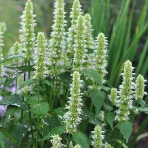 Agastache Rugosa Alba - Izsópfű