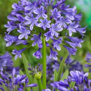 Agapangthus africanus Blauw - Szerelemvirág