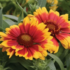 Gaillardia Arisona Sun - Kokárdavirág