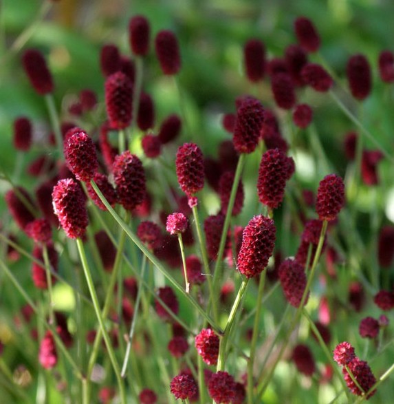 Sanguisorba Midnight Child - Őszi vérfű