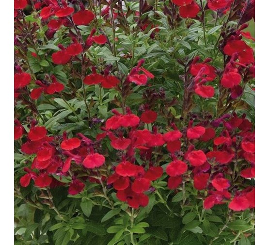 Salvia Greggii Mirage Burgundy - Őszi zsálya