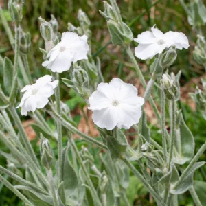 Lychnis coronaria Alba - Bársonyos kakukkszegfű