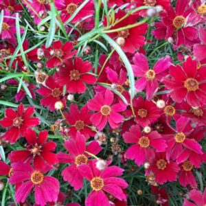 Coreopsis verticillata Ruby Red - Menyecskeszem