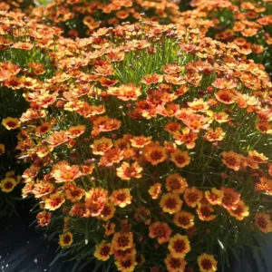 Coreopsis verticillata Twinklebells Cooper - Menyecskeszem