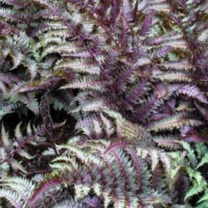 Athyrium Burgundy Lace - Japán hölgypáfrány