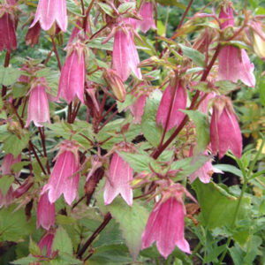 Campanula Punctata Rubriflora - Pettyegetett Harangvirág