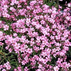 Gypsophila repens Filou Rose - Havasi Fátyolvirág