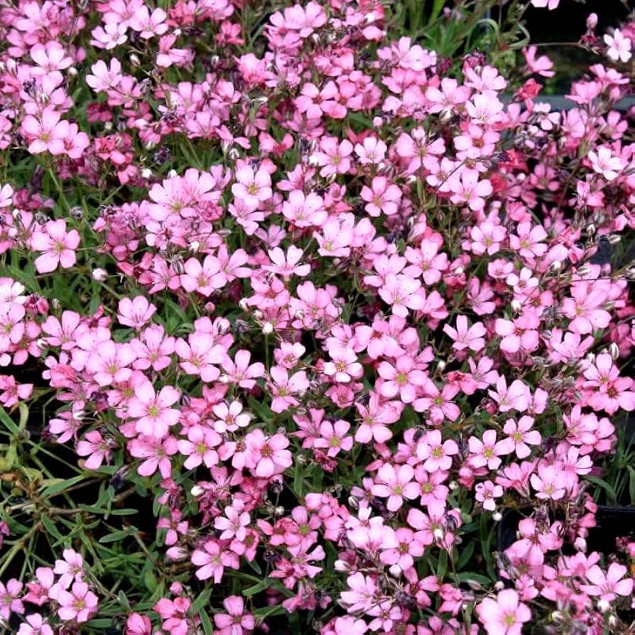 Gypsophila repens Filou Rose - Havasi Fátyolvirág