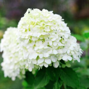 Hydrangea Little spooky - Bugás Hortenzia
