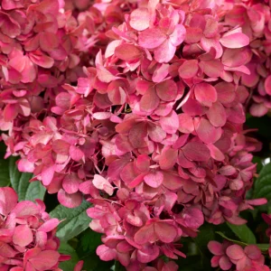 Hydrangea pan. Bonfire - Bugás hortenzia