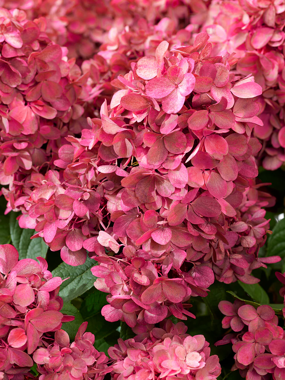 Hydrangea pan. Bonfire - Bugás hortenzia
