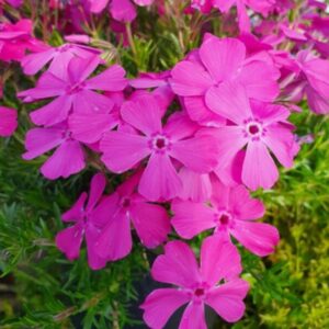 Phlox Subulata Mc Daniels Cushion - Árlevelű Lángvirág