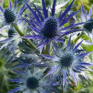 Eryngium Big Blue - Kék iringó
