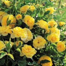 Rosa Hybrida Golden Sun - Talajtakaró rózsa