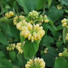 Phlomis Russeliana - Kis Ázsiai macskahere