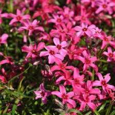 Phlox Sub. Atropururea - Árlevelű lángvirág