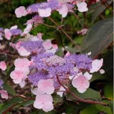 Hydrangea Aspera Hot Chocolate - Érdes levelű hortenzia