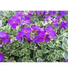 Aubrieta gracilis regado Dr. Mules Variegata - Pázsitviola (Tarka levelű)