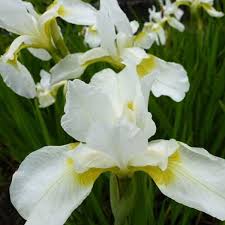 Iris germanica Wit- Kerti nőszirom