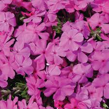 Phlox Sub. Spring Pink - Árlevelű lángvirág