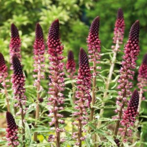 Lysimachia Atropurpurea - Bíborszínű lizinka