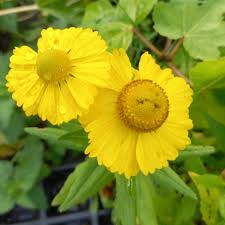 Helenium autumnale Helena Gold - Őszi napfényvirág