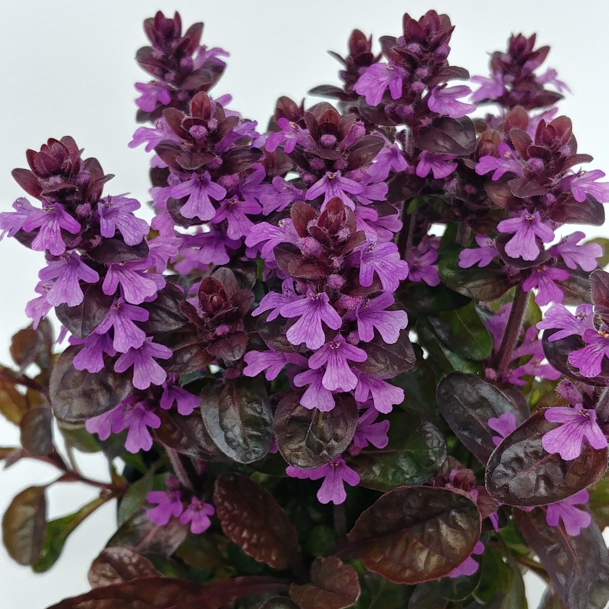 Ajuga reptans Midnight Mistery - Indás infű