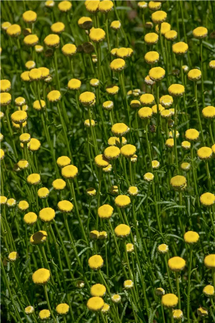Santolina Rosmarinifolia - Zöld cipruska