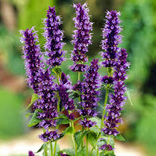 Agastache Black Adder - Izsópfű