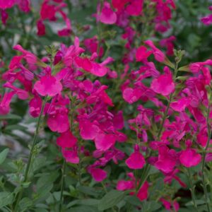 Salvia Greggi Morage Hot pink - Őszi zsálya