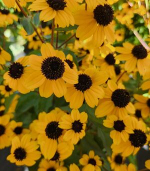 Rudbeckia Triloba - Kisfészkű kúpvirág