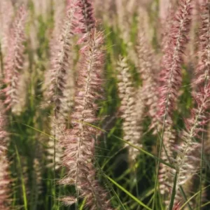 Pennisetum alopecuroides Flamingo - Tollborzfű