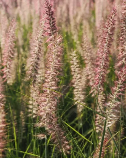 Pennisetum alopecuroides Flamingo - Tollborzfű
