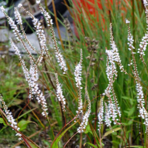 Persicaria amplexicaulis white easfield - Keserűfű