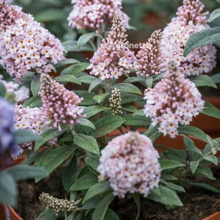 Buddleja Davidii Little Rockstra Pink - Törpe nyáriorgona