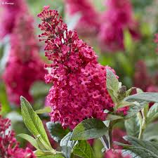 Buddleja Davidii Little Rockstars Red - Törpe nyáriorgona