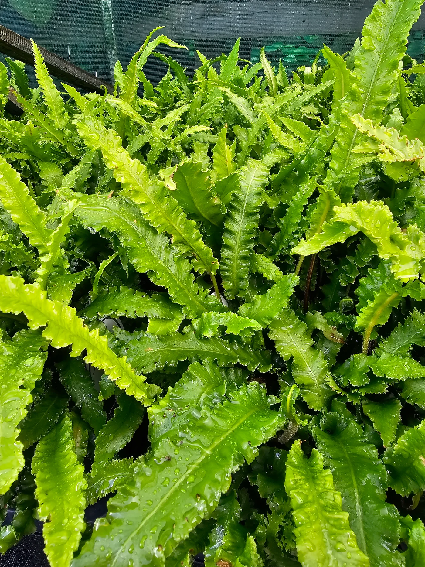 Asplenium scolopendrium - Fészekpáfrány