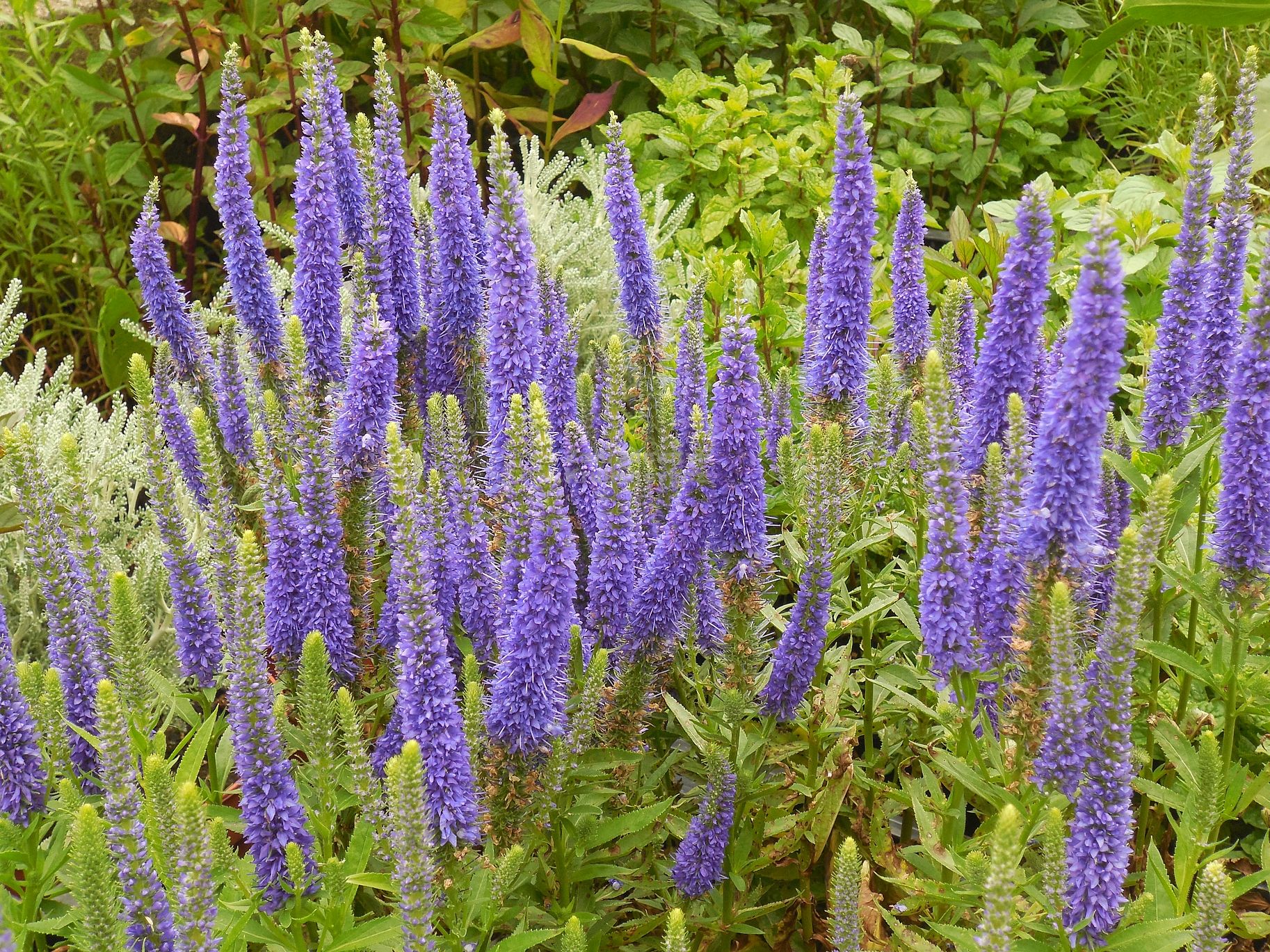 Veronica Anniversary Blue - Macskafarkú Veronika